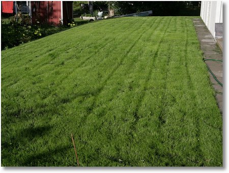 grass2
