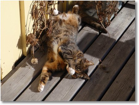 katten